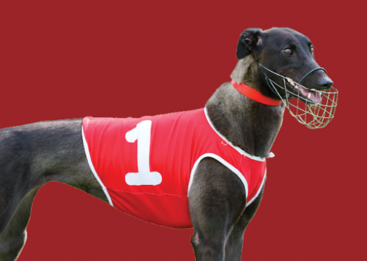 Christchurch Greyhound Christmas Banner 2019 500x350px Plain2